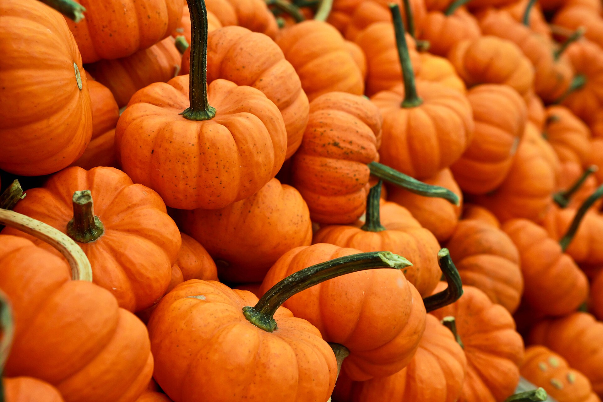 A pile of small orange pumpkins