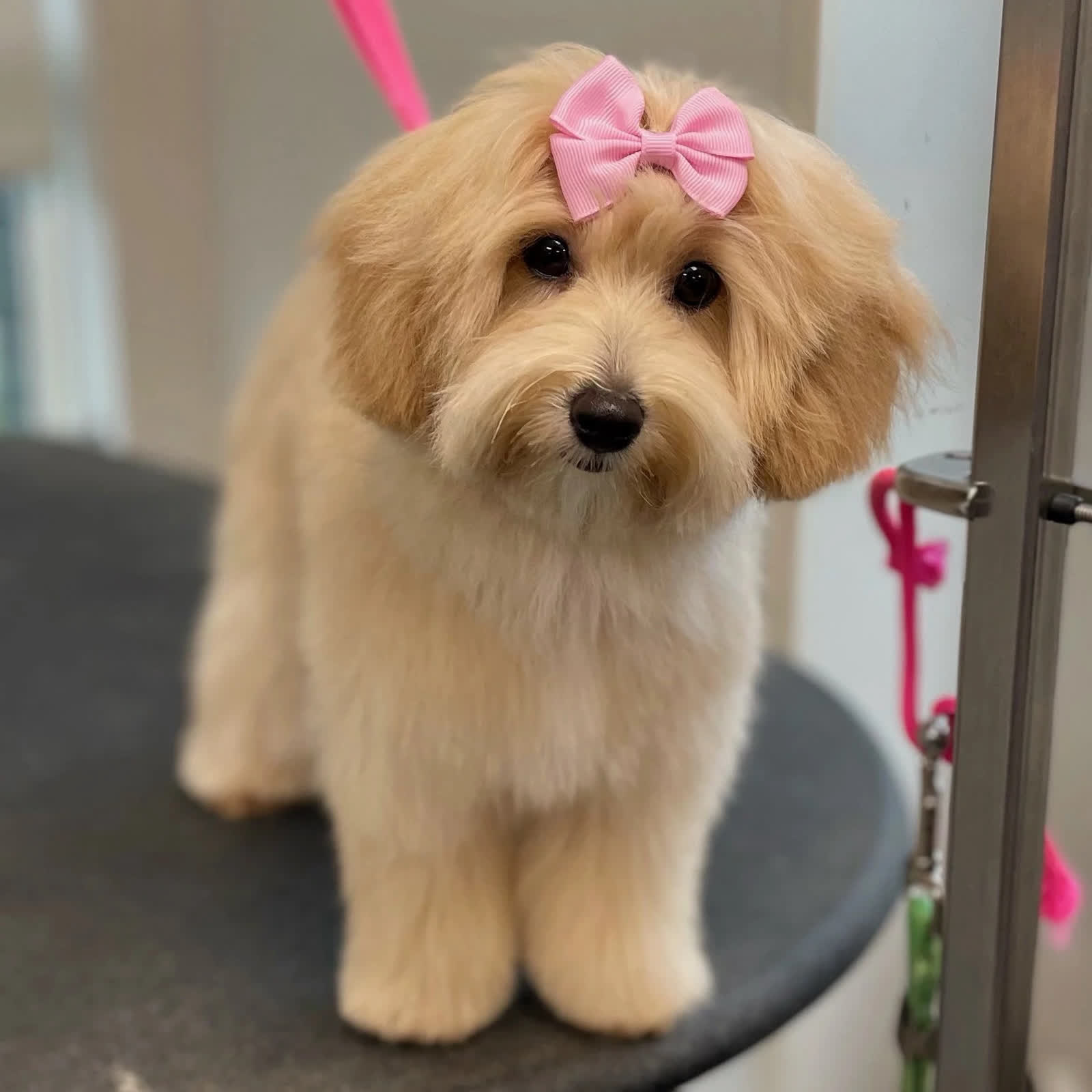 A groomed dog with a bow, likely a client or adoptable dog.